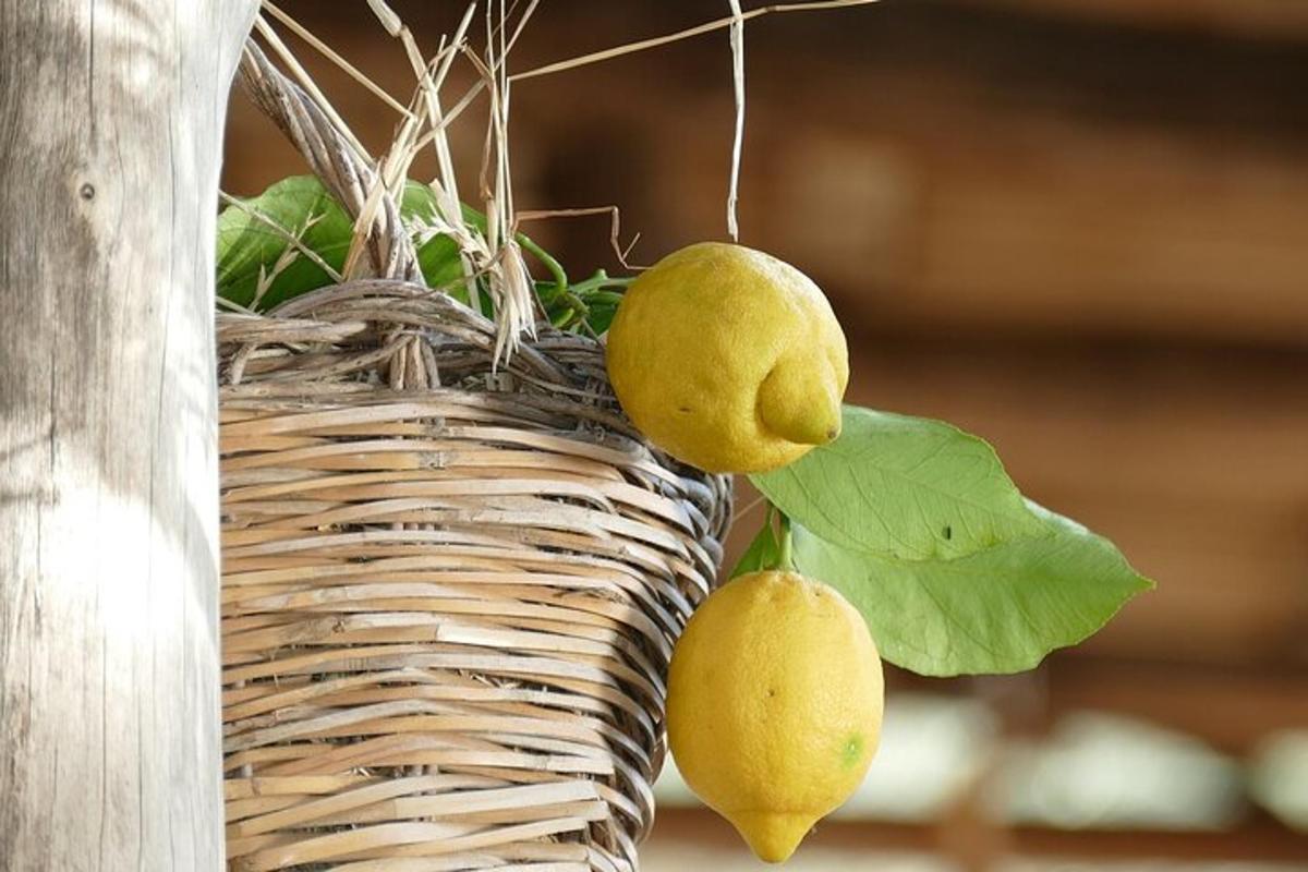 un cesto di vimini con tre piante verdi dentro