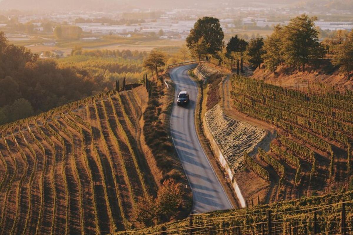 a car driving down a road in a vineyard