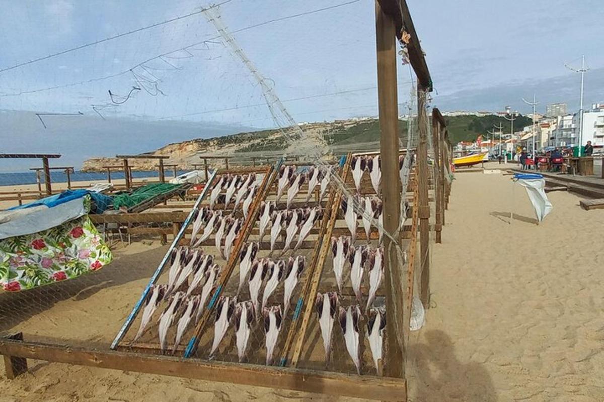 un grup de păsări într-o colivie pe o plajă