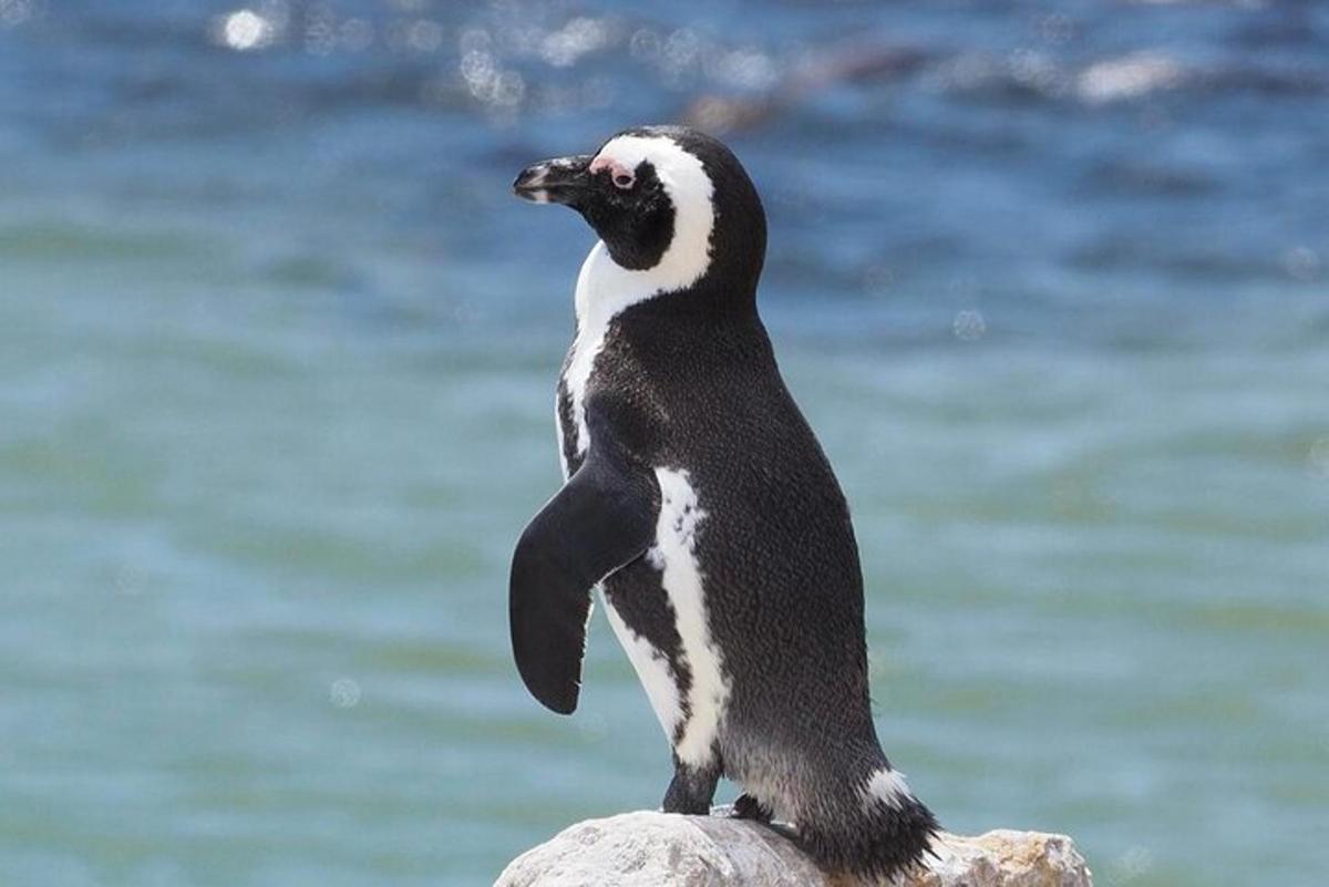 un pinguino in piedi su una roccia sulla spiaggia