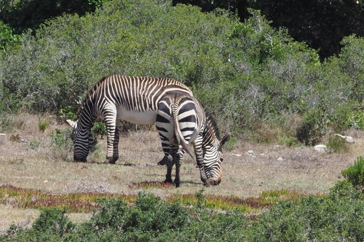 zebra pasoucí se na trávě v poli