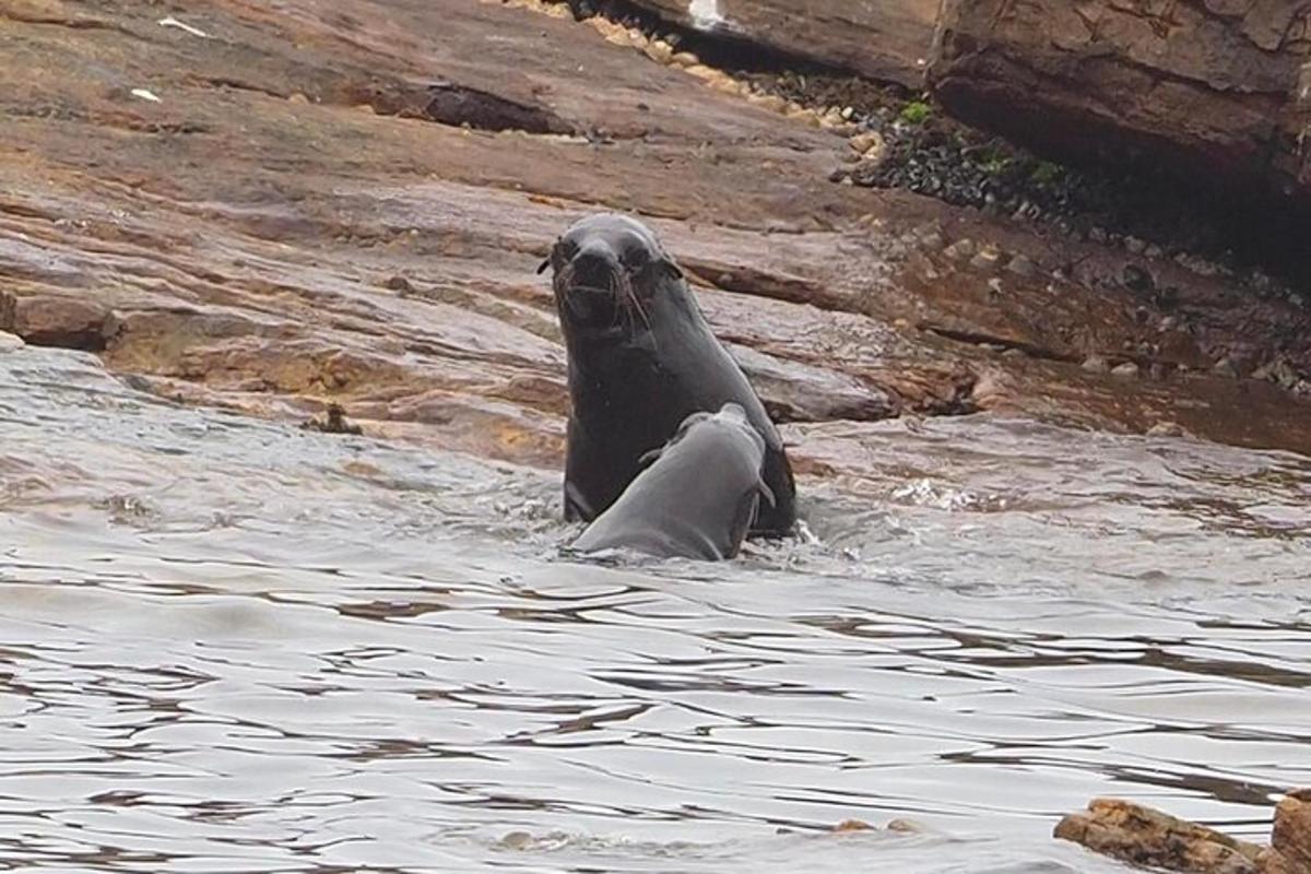 una foca seduta nell'acqua nell'acqua