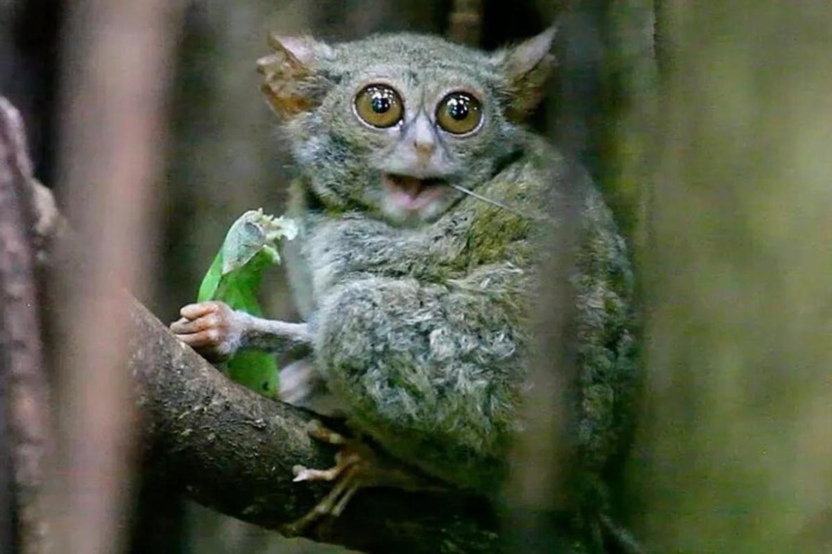 a small owl sitting on a tree branch