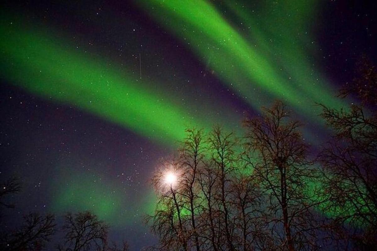aurora di langit dengan pokok di latar depan