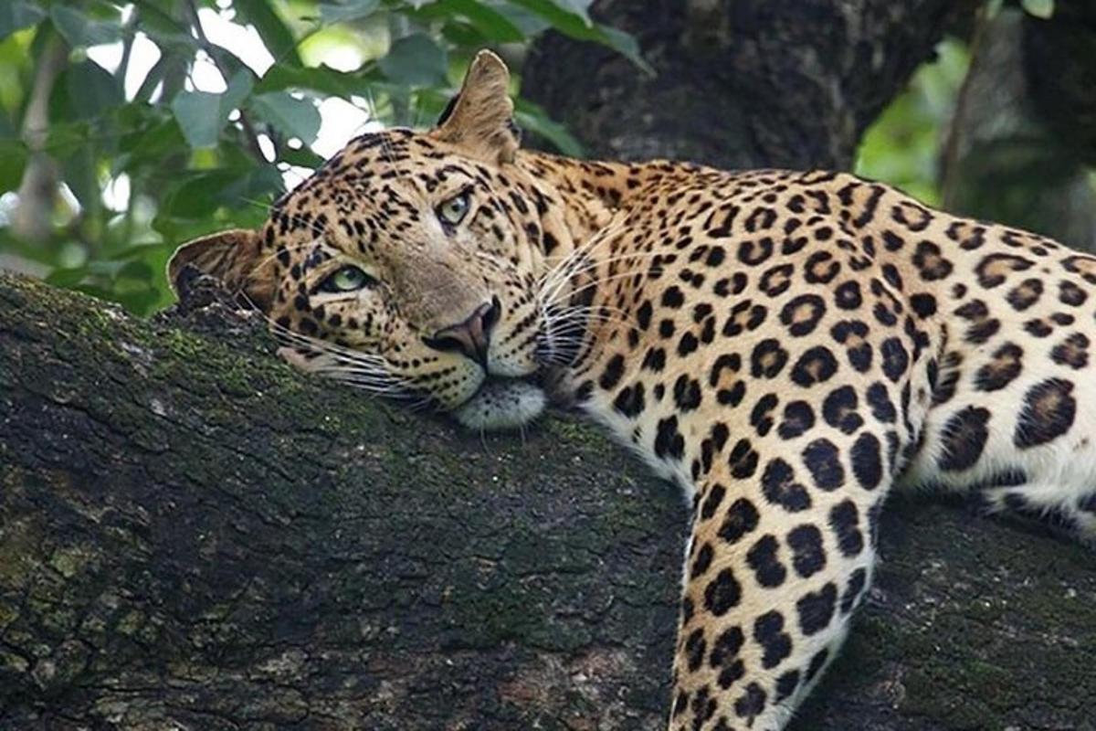 seekor harimau bintang sedang berbaring di atas dahan pokok
