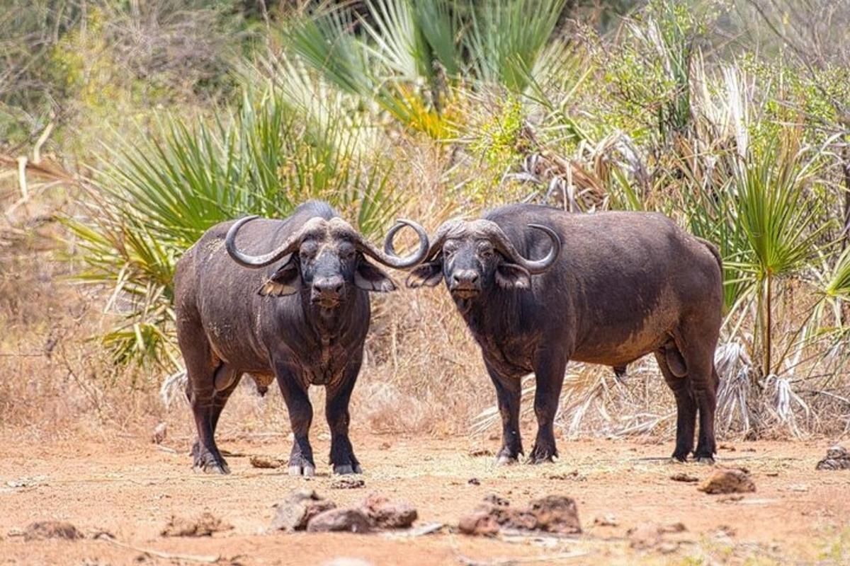 dos animals drets un al costat de l'altre en un camí de terra
