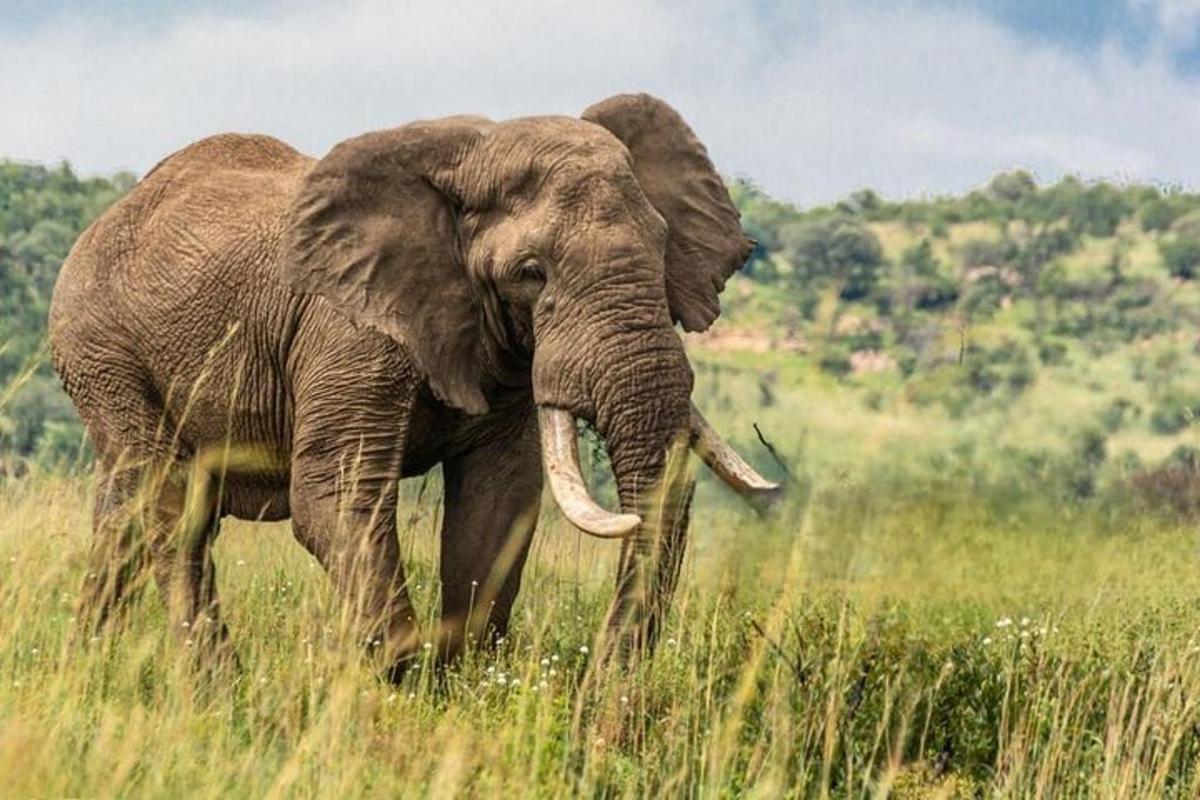 seekor gajah berdiri di padang rumput yang tinggi
