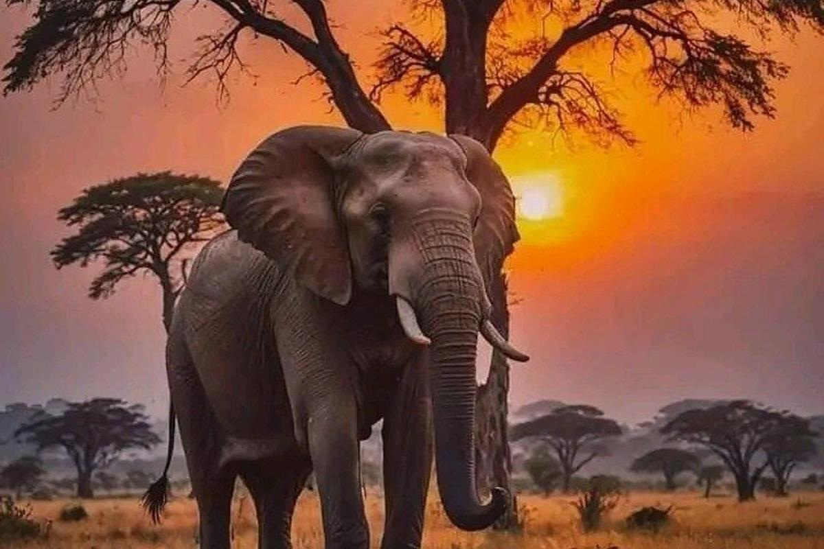 seekor gajah berdiri di padang dengan latar belakang matahari terbenam