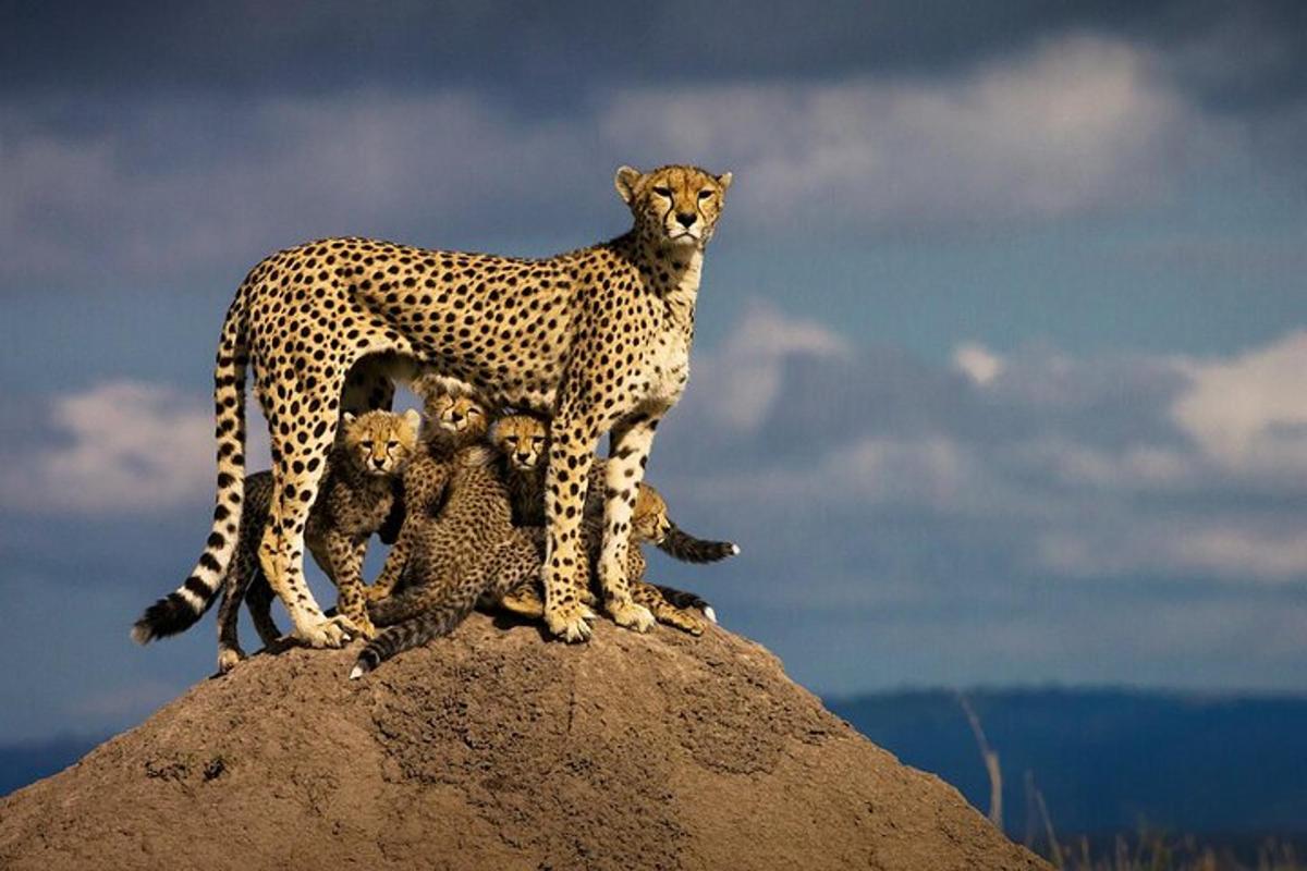 seekor cheetah berdiri di atas batu dengan dua anak