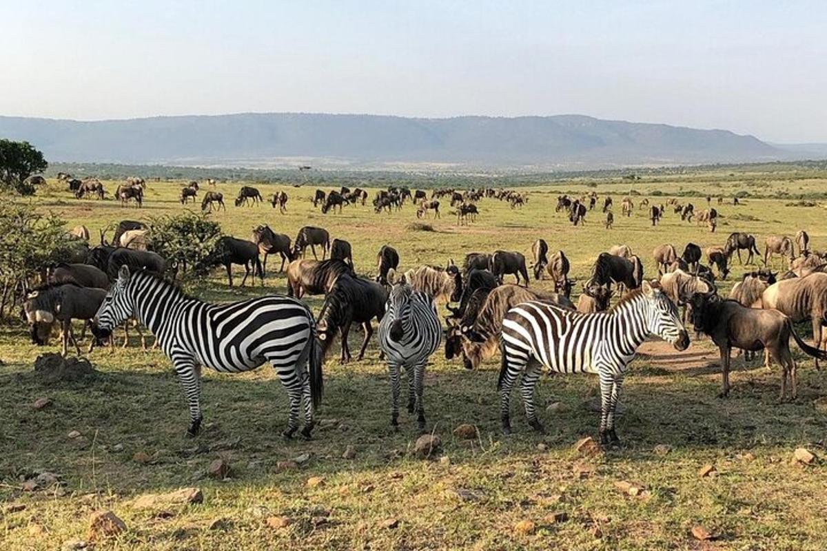 o turmă de zebre și alte animale pe un câmp