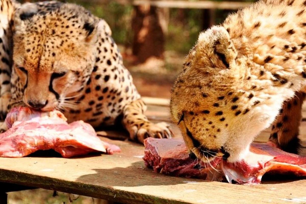 duas chitas estão comendo carne em uma mesa