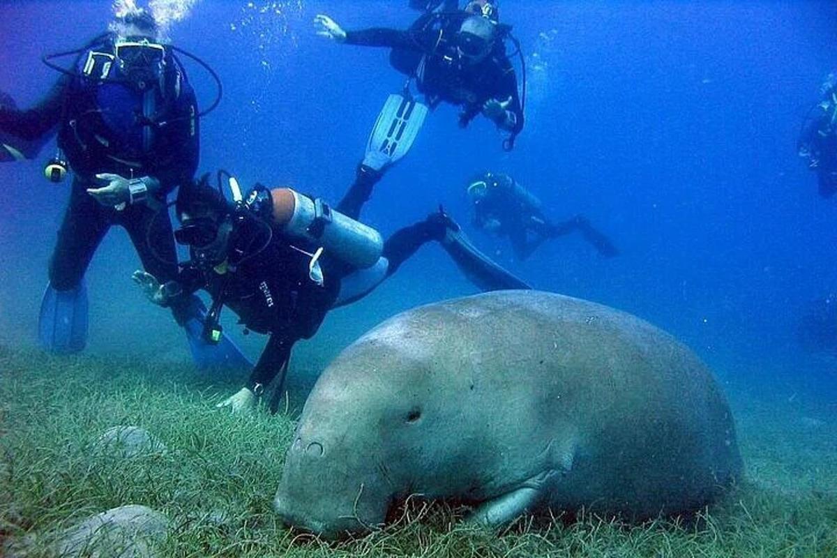 un gruppo di persone che si immerge nell'oceano con una foca