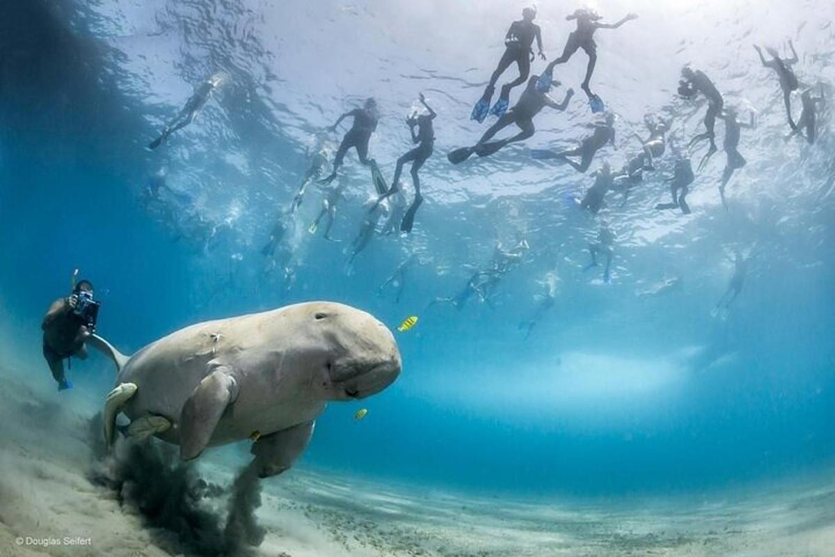 クジラと一緒に水中で泳ぐ人々のグループ