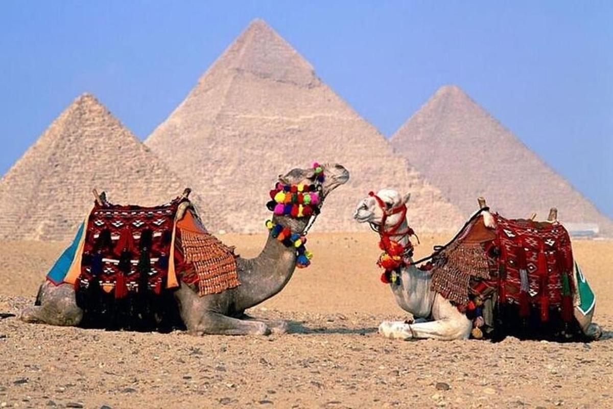 dois camelos estão sentados em frente às pirâmides