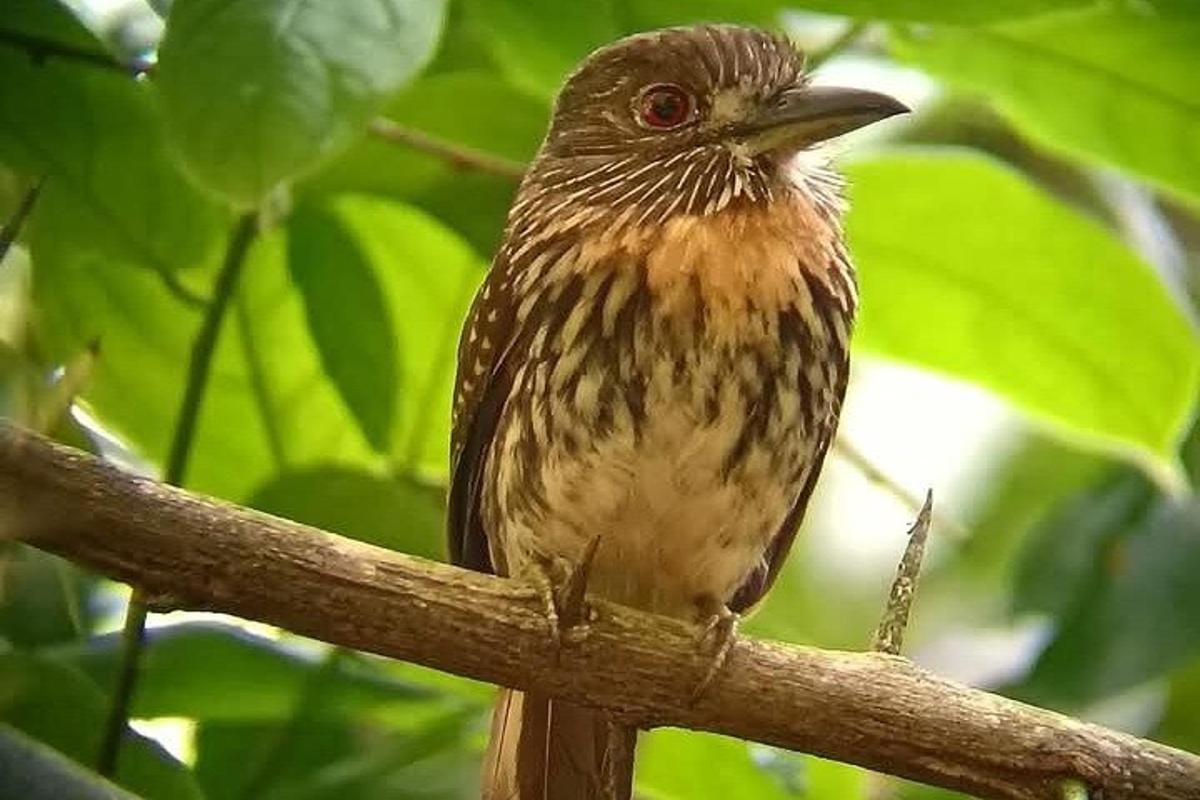 seekor burung coklat duduk di atas dahan pokok