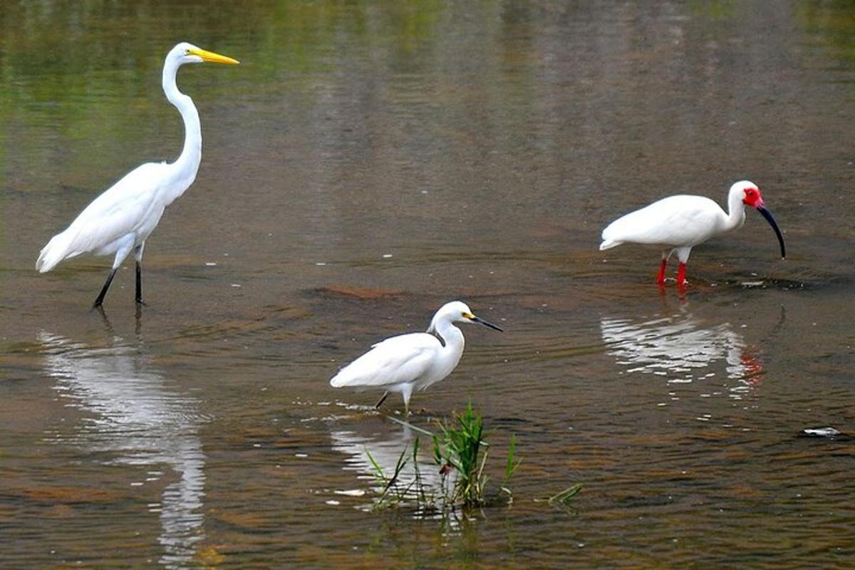 tatlong puting ibon na naglalakad sa tubig