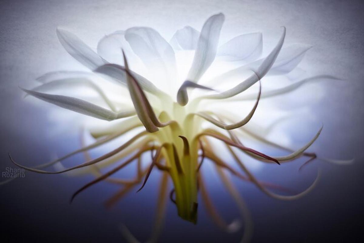 primer pla d'una flor blanca