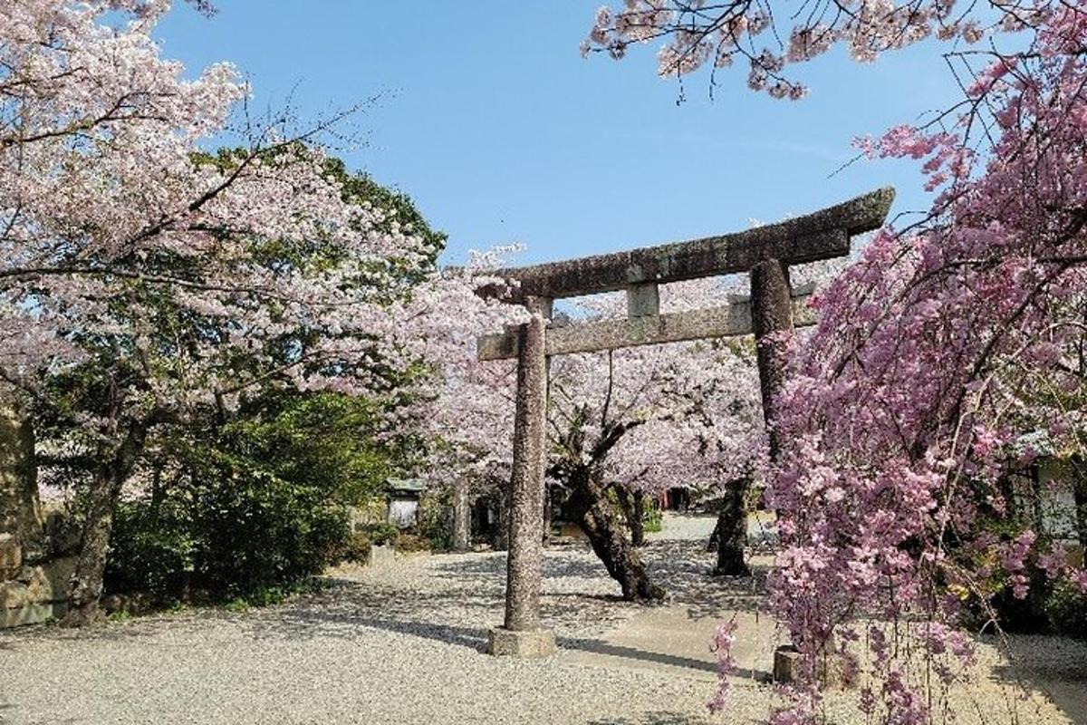 a torii gate in a park with floweringakura trees