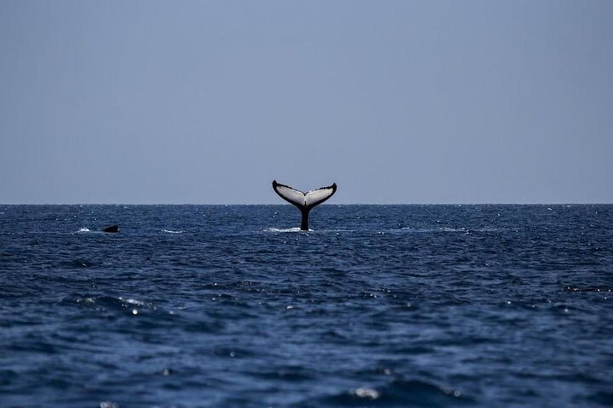 Un delfín parado en medio del océano