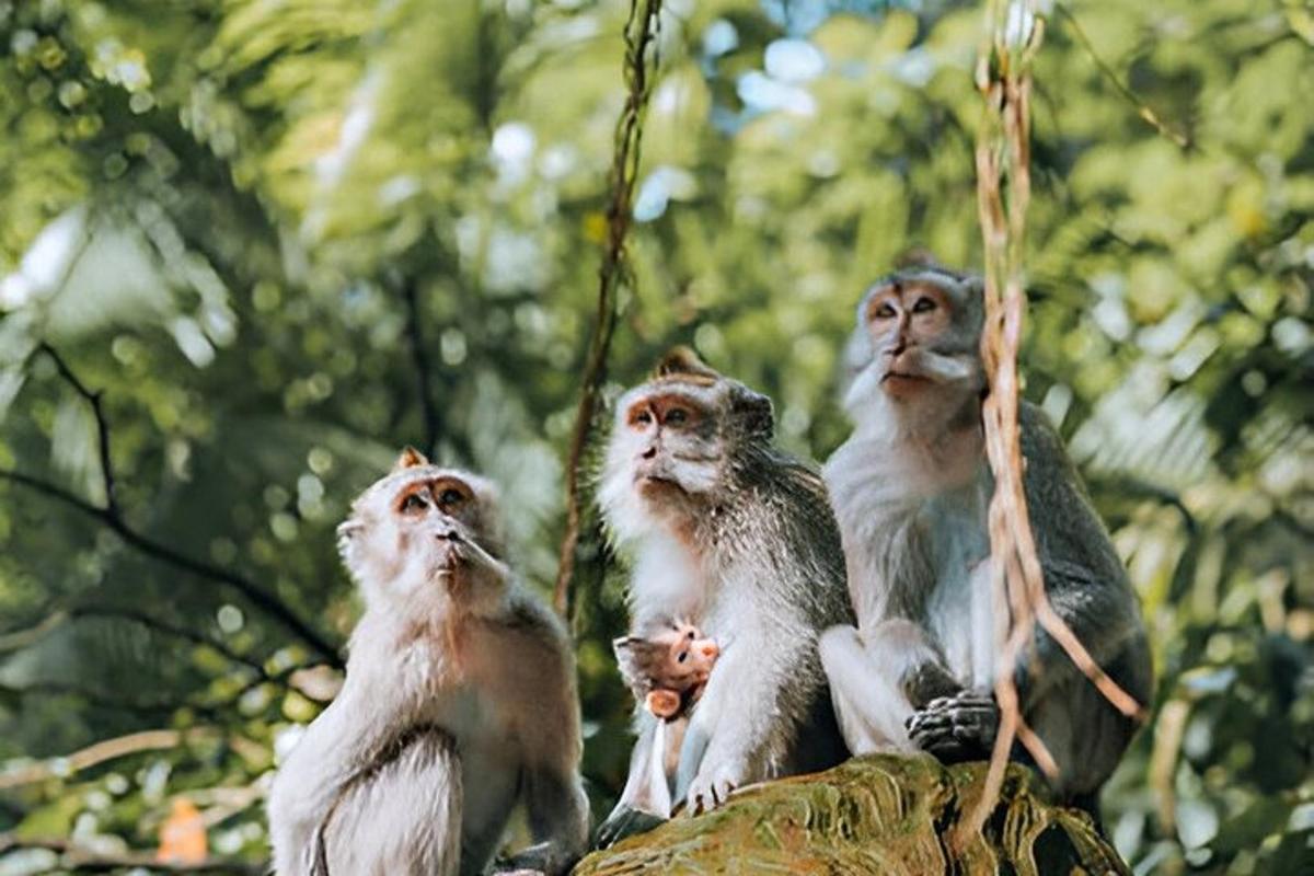 três macacos sentados no topo de uma árvore
