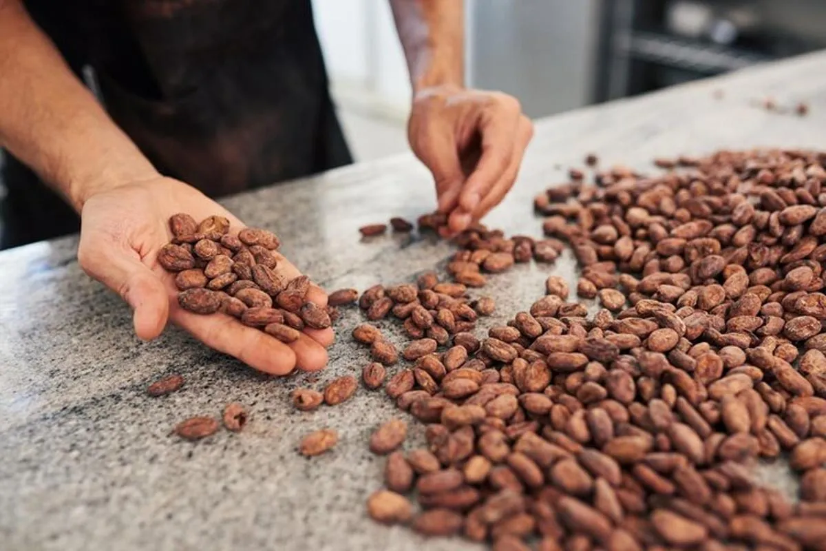 Atelier de fabrication de chocolat, expérience de la fève à la tablette | From Basel – photo 5
