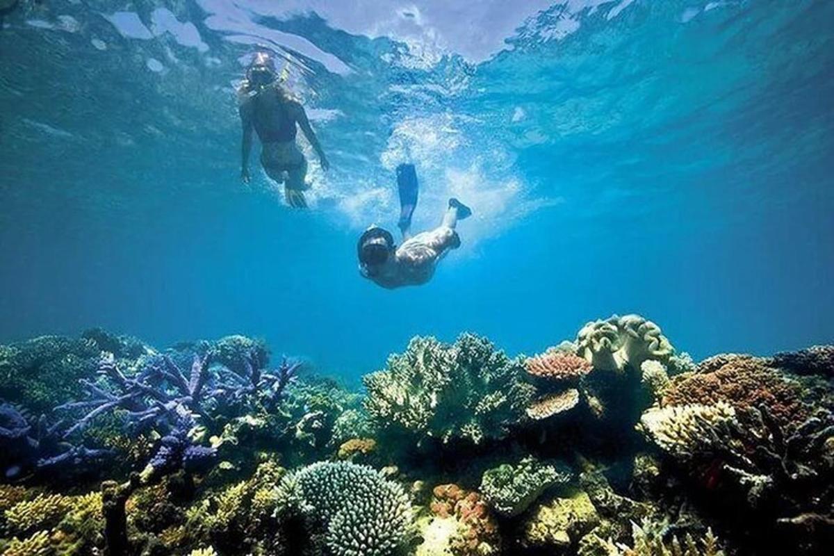 două persoane înotând în ocean deasupra unui recif de corali
