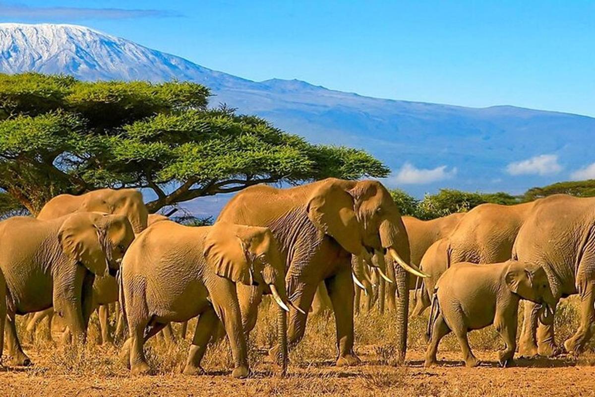 uma manada de elefantes caminhando em um campo
