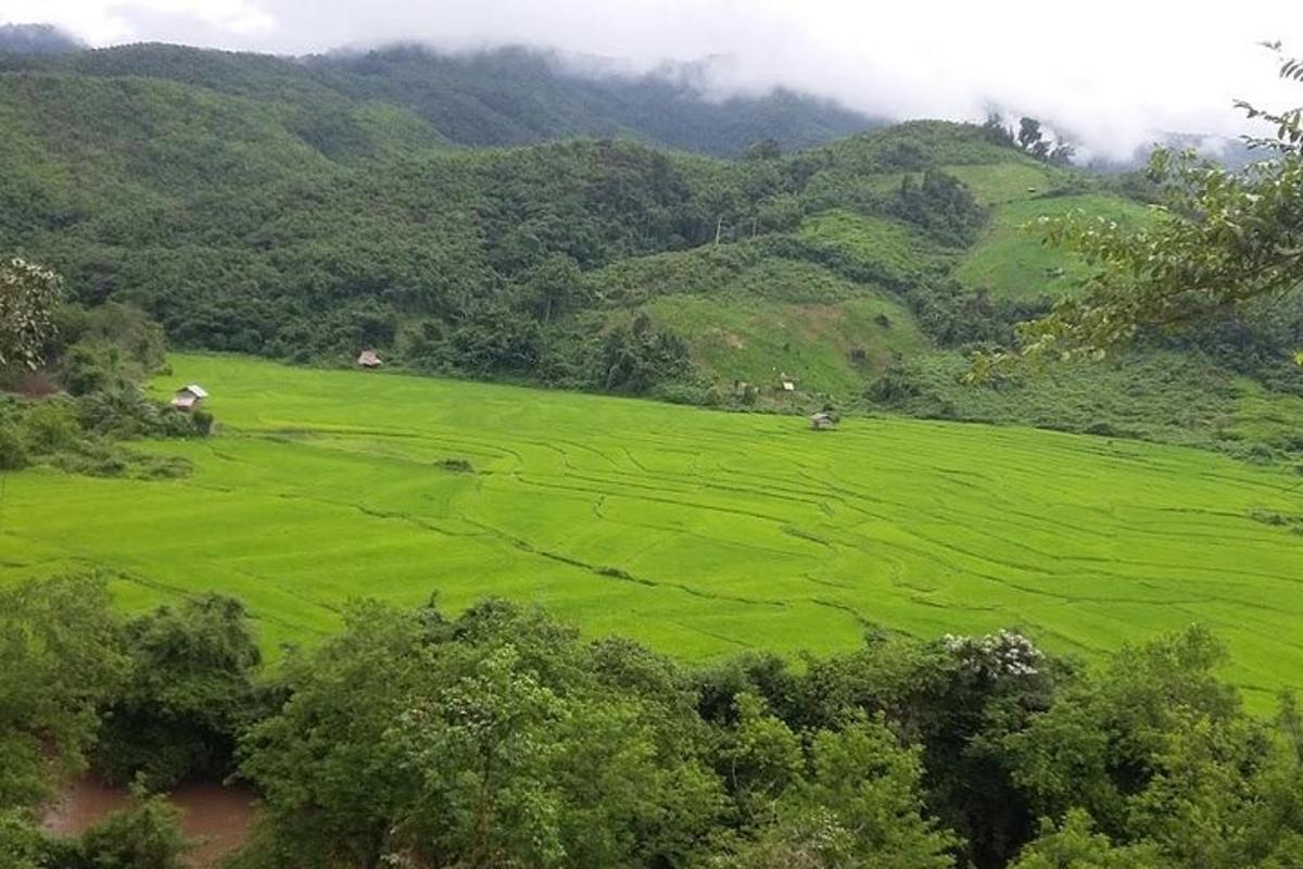 a green field with trees and mountains in the background