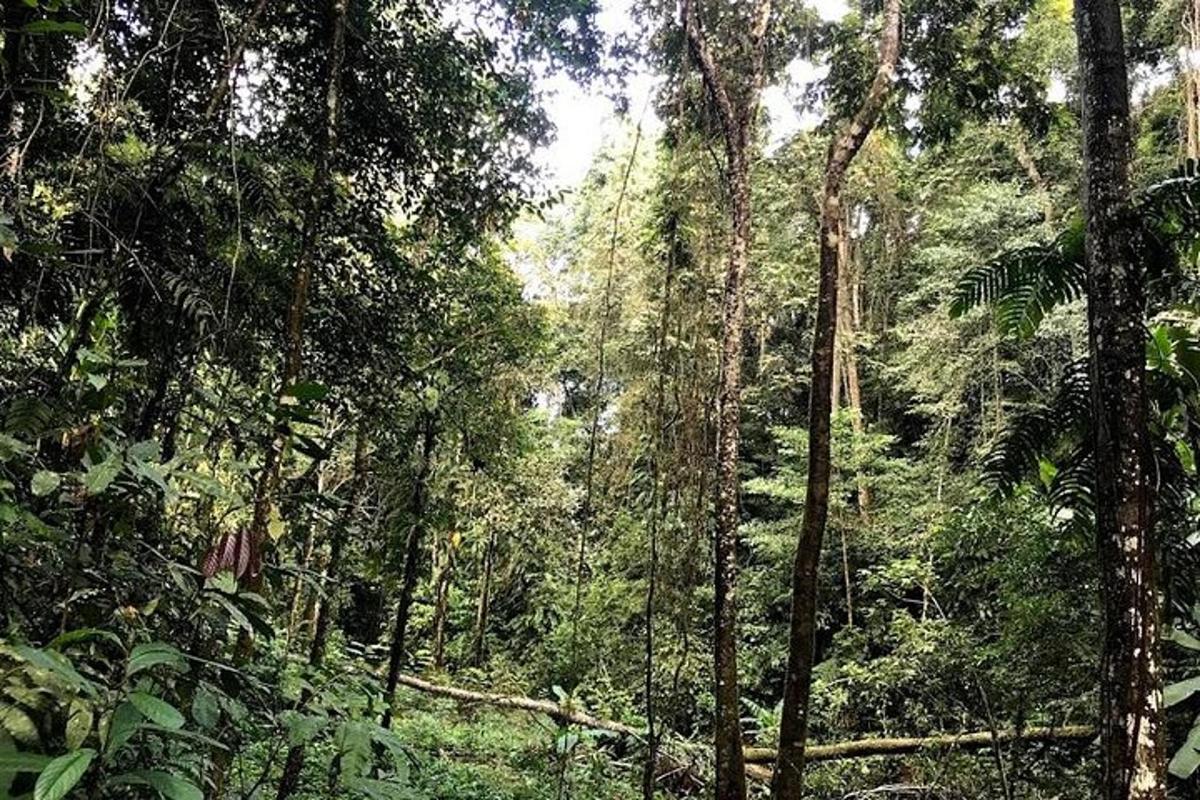 a forest filled with lots of trees and plants