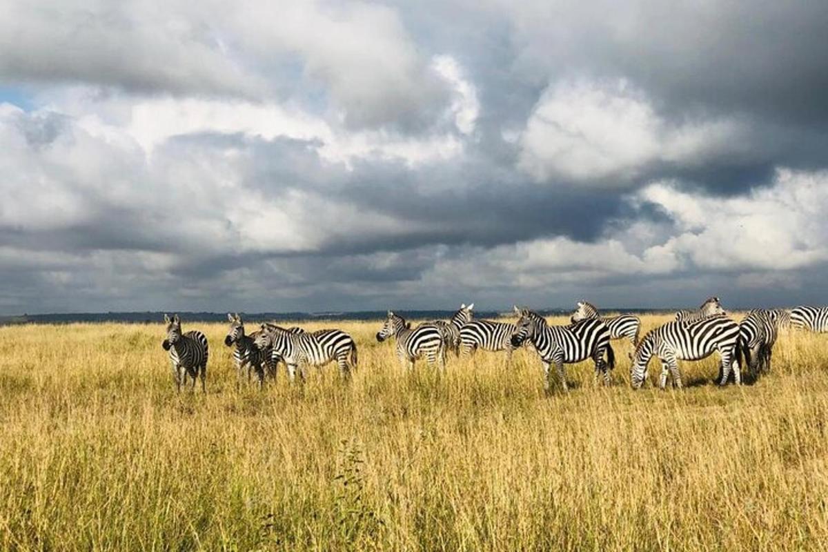 a herd of zebras standing in a field