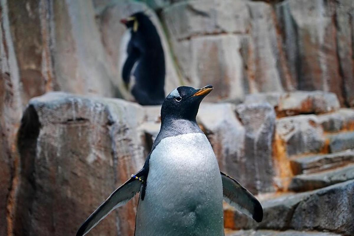 Un pingüino parado frente a una formación rocosa