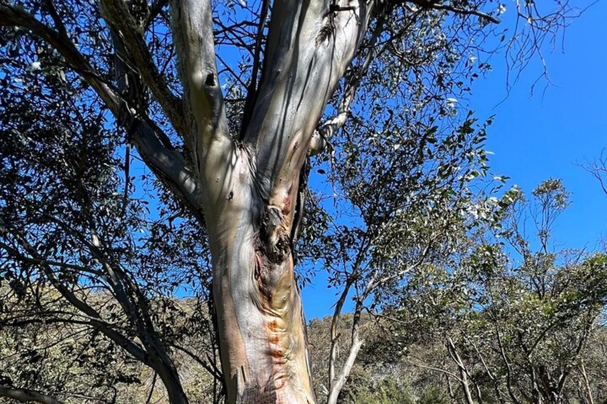 a tree that has been stripped of its bark