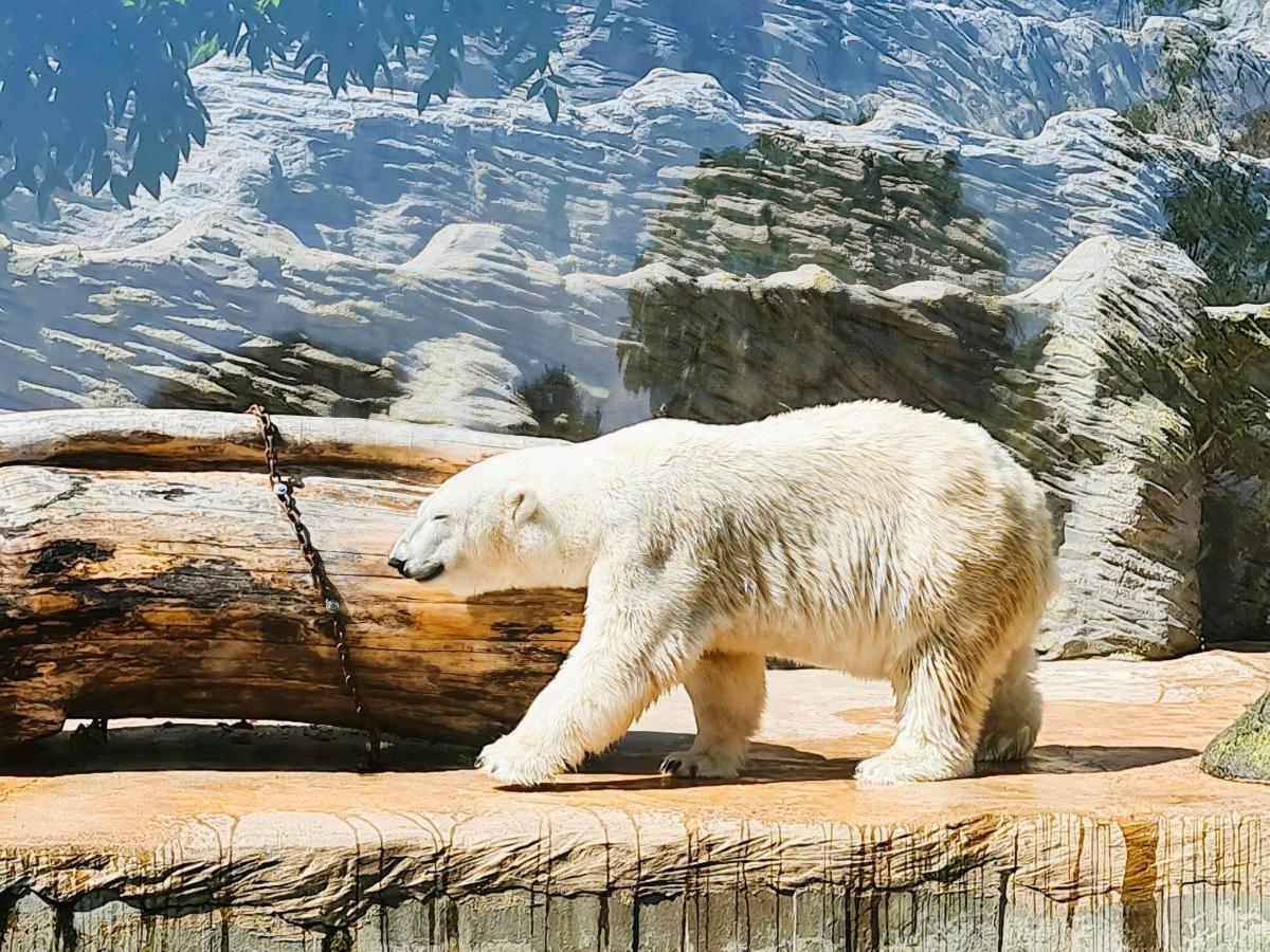 a polar bear walking on a rock in a zoo