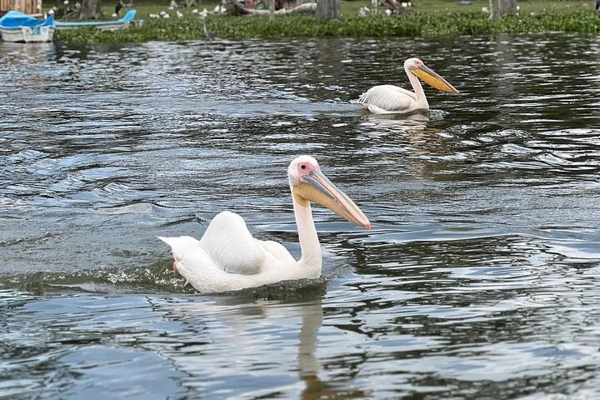 две беле птице пливају у води