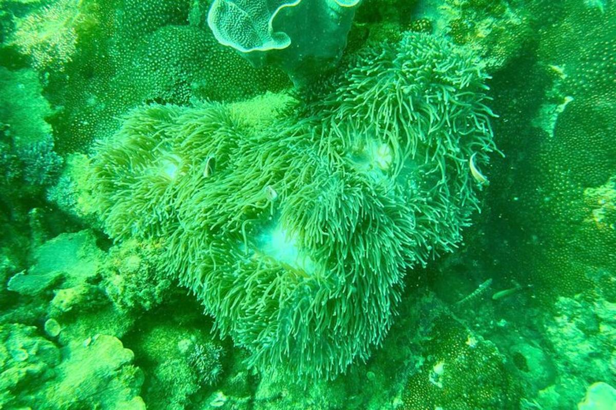 a green seaweedscribed object in the middle of the ocean