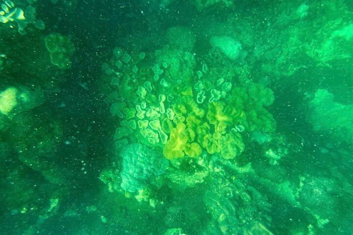 et nærbilde av et korallrev i havet