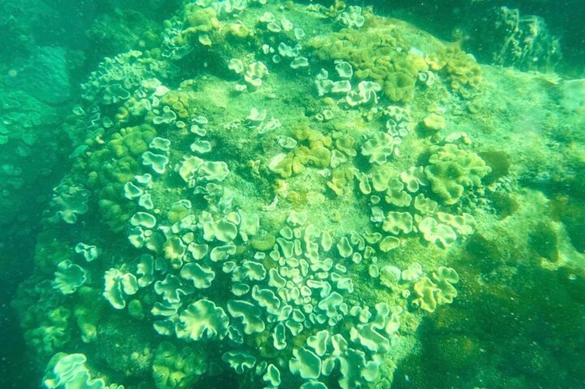 et nærbilde av et korallrev i havet