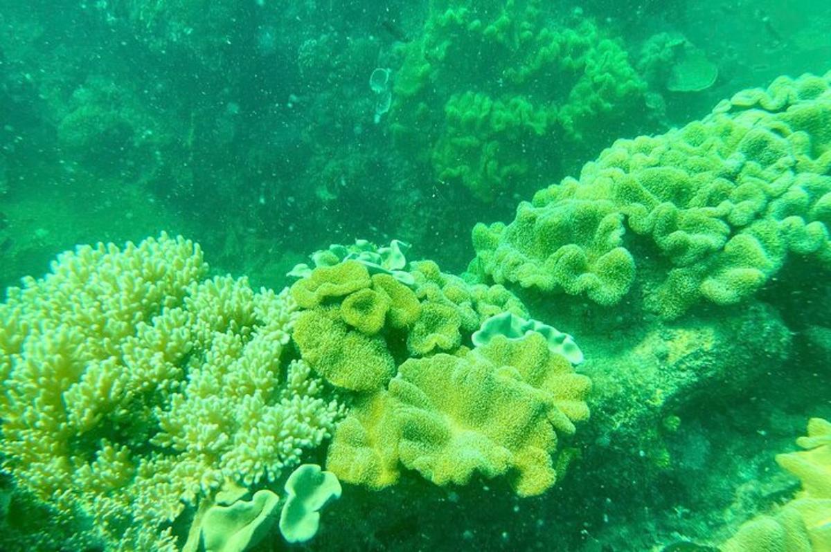 a close up of a coral reef in the ocean