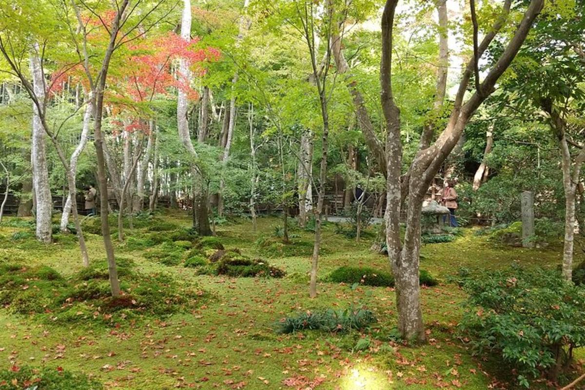 una zona boscosa con alberi e persone che la attraversano