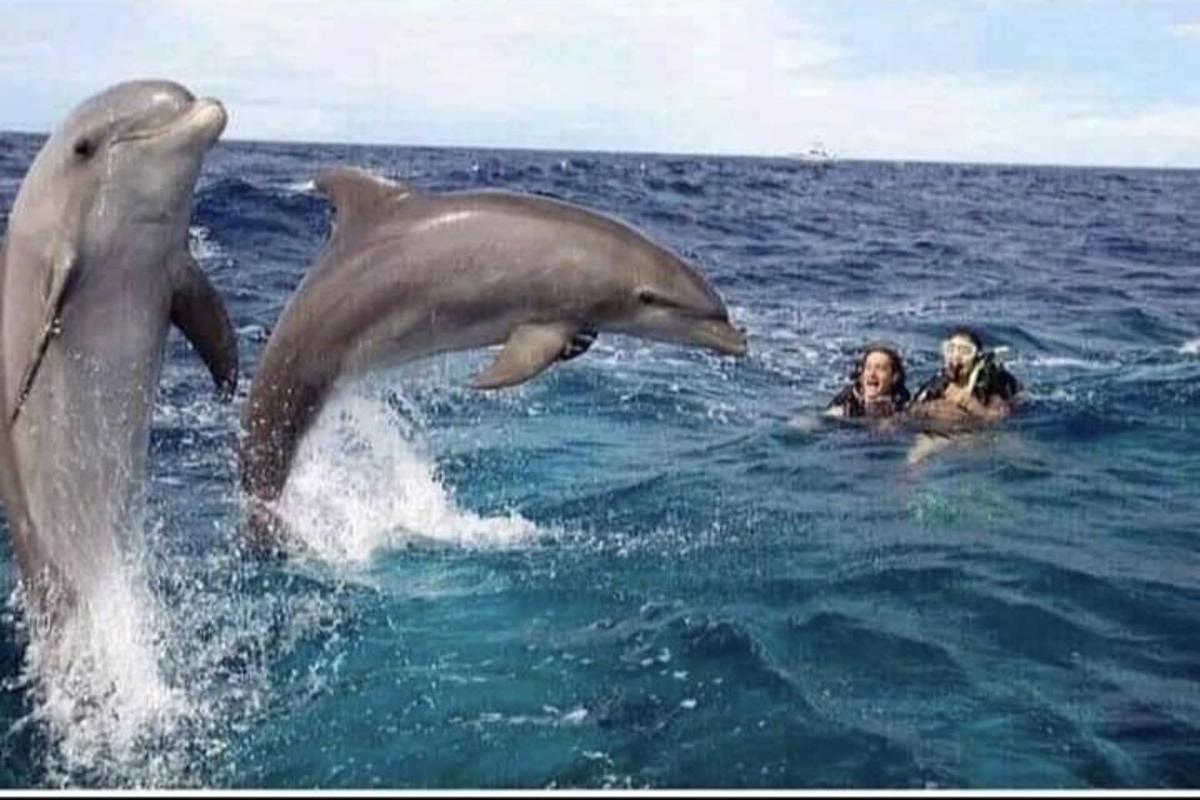 Dos delfines jugando en el agua con dos personas