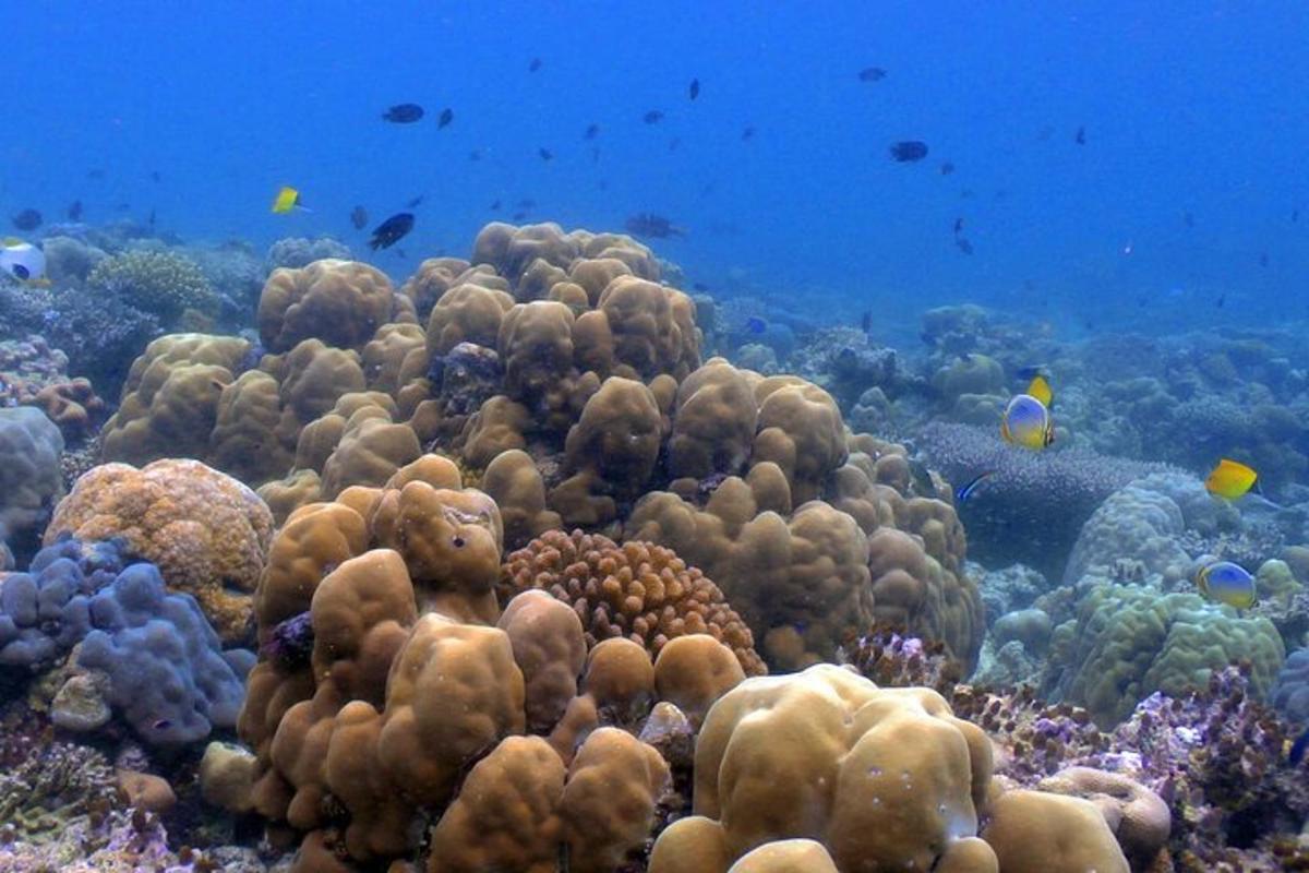 una barriera corallina con pesci nell'oceano