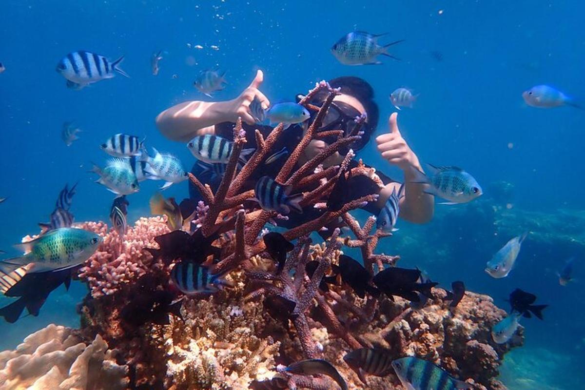 魚がいるサンゴ礁の上を泳ぐ人