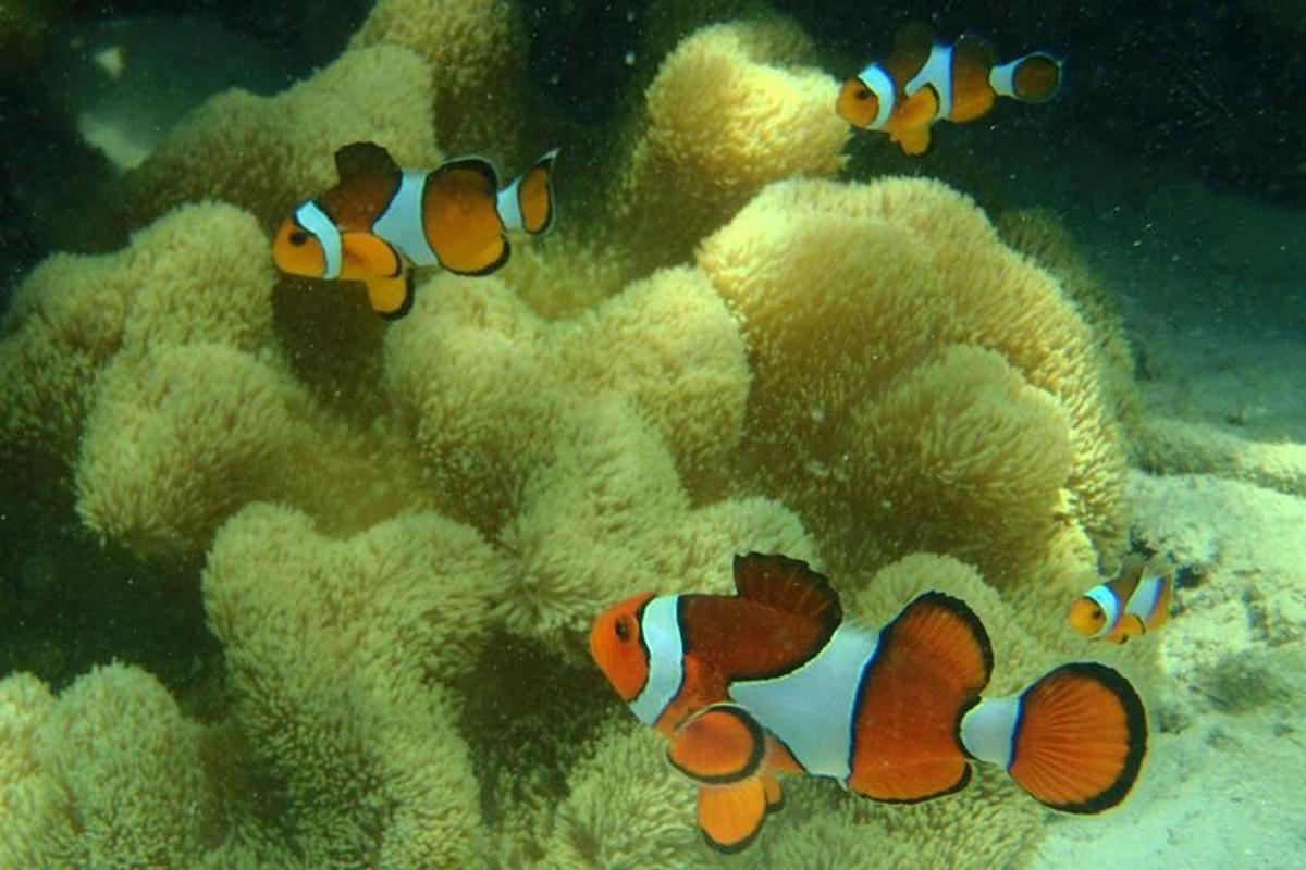 海を泳ぐ魚の群れ