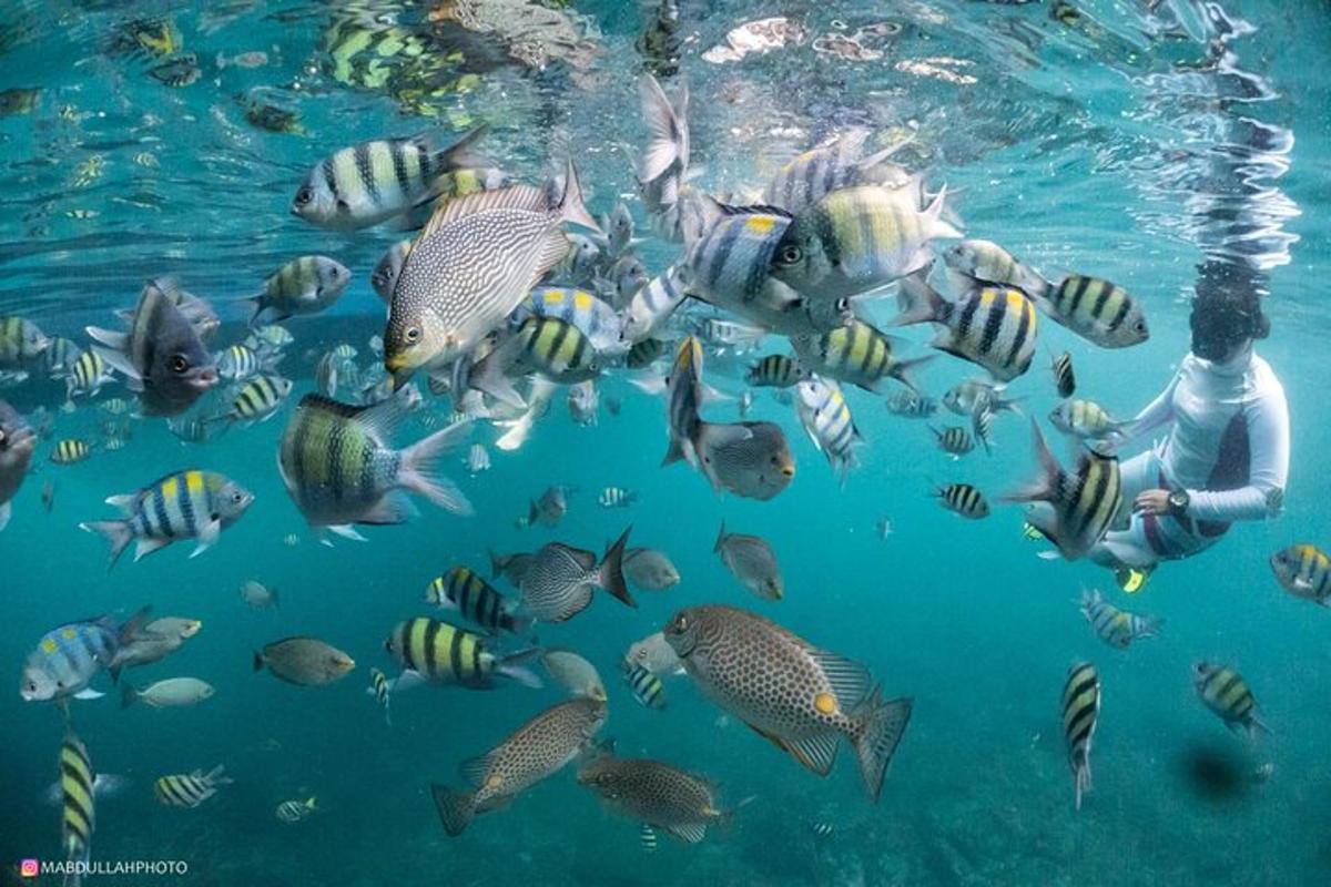 una persona che nuota nell'acqua con un gruppo di pesci
