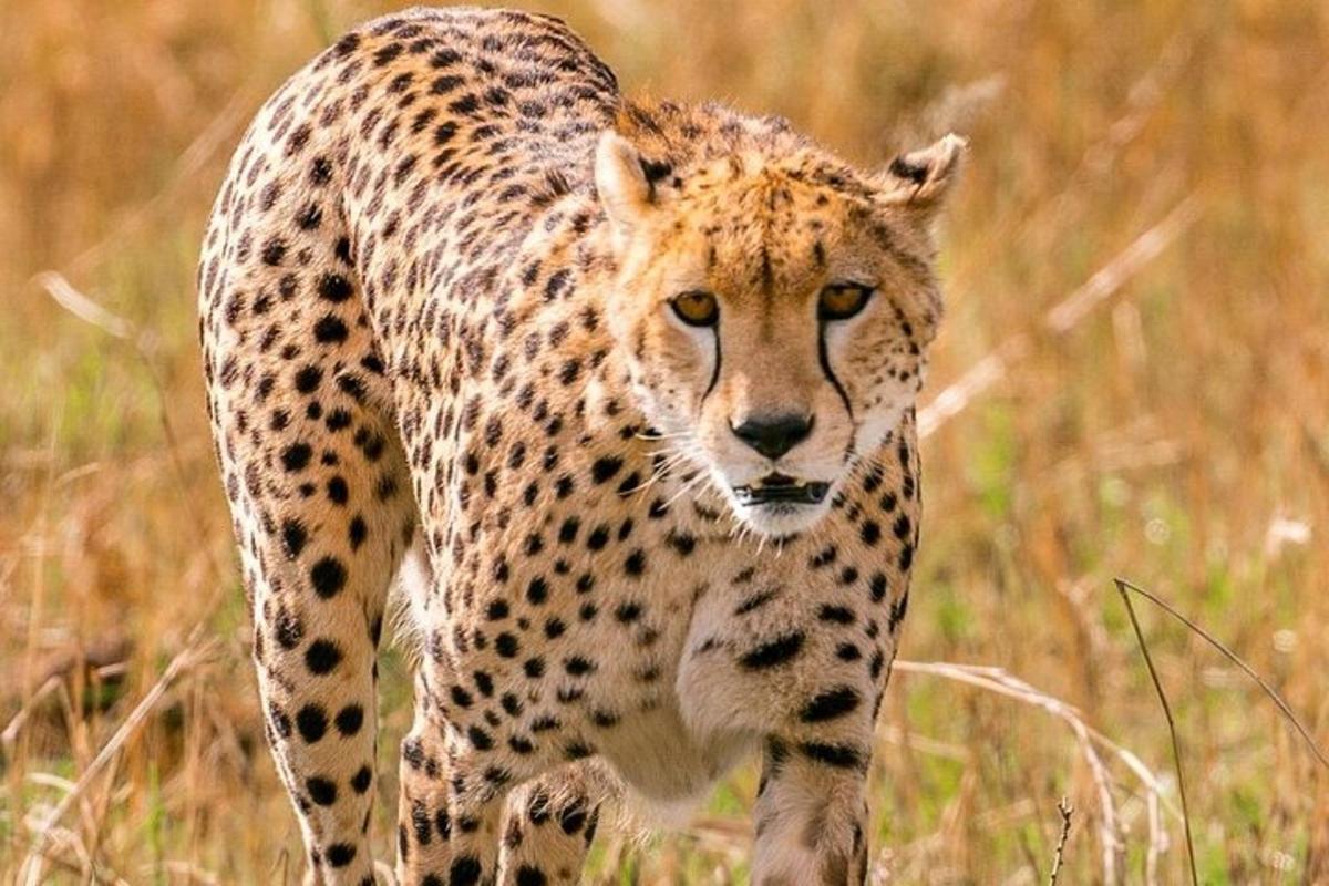 un guepard caminant per un camp d'herba alta