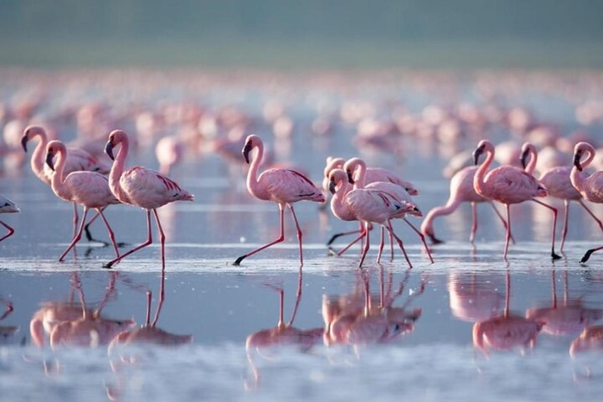 un estol de flamencs roses caminant per l'aigua
