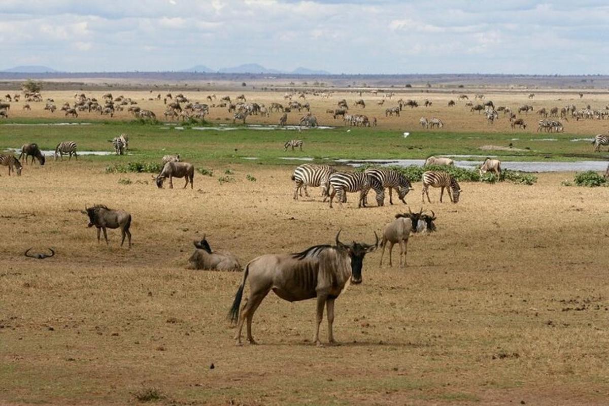 eine Herde Zebras und anderer Tiere auf einem Feld