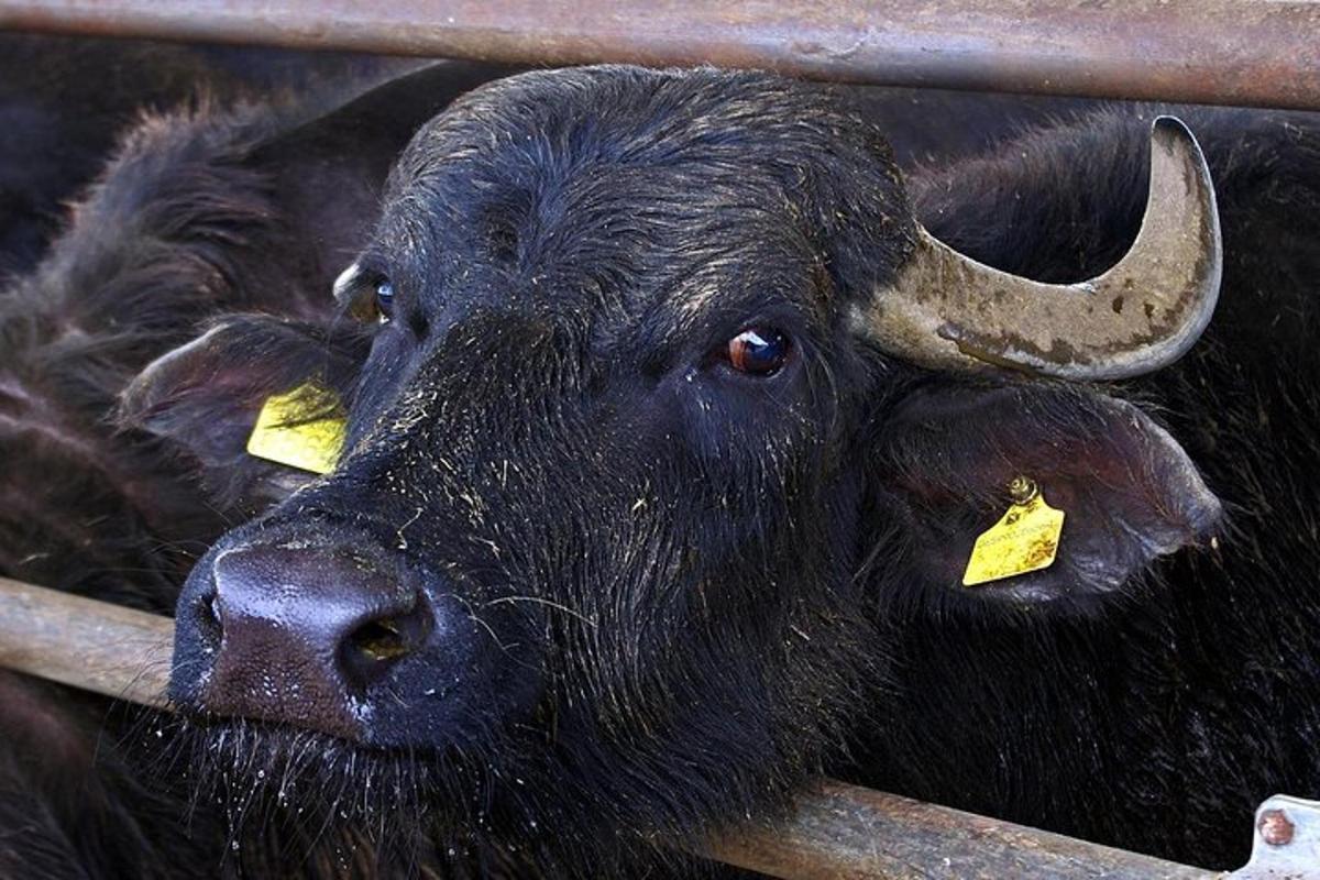 a black bull with yellow tags in its ear