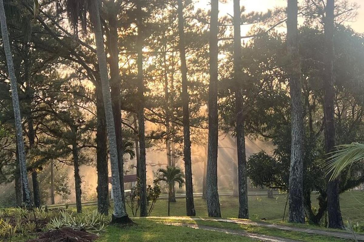 een groep bomen in een park met de ondergaande zon