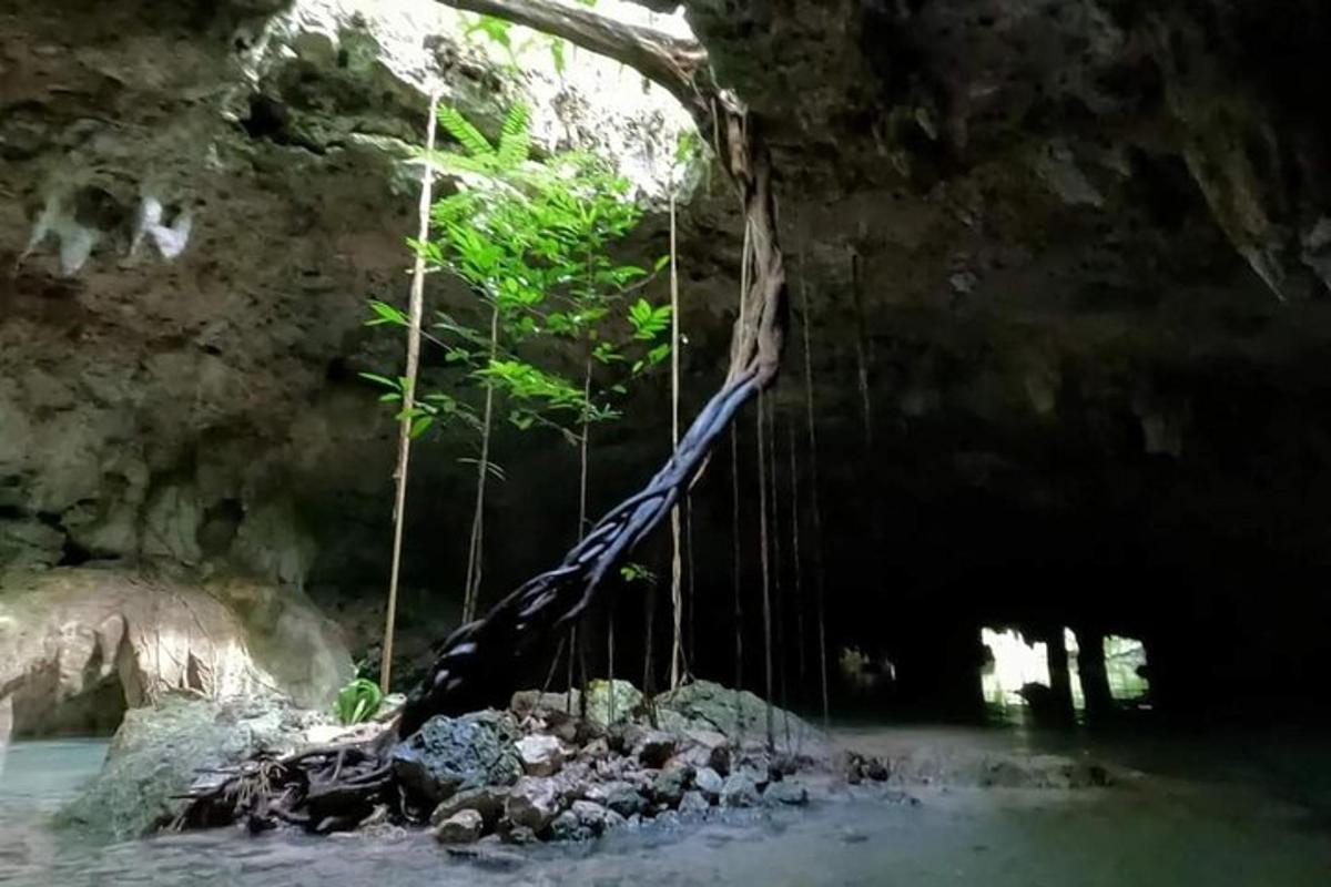 un gruppo di alberi appesi a corde in una grotta